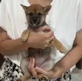 豆柴