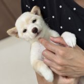柴犬(豆柴)
