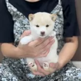 豆柴
