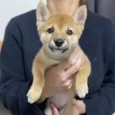 豆柴【香川県・女の子・2024年9月19日・赤】の写真1「写真撮るとなぜか、前のめりになります🤣元気に成長してます😊」
