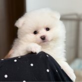 ポメラニアン