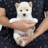 柴犬(豆柴)