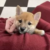 豆柴【香川県・女の子・2024年9月19日・赤】の写真2「小さめでかわいいですよ🥰」