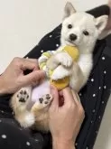 豆柴【香川県・男の子・2025年6月11日・白(淡赤)】の写真3「実物の方が可愛いです☺️会いに来てね🩷」