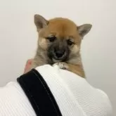 豆柴【香川県・女の子・2024年9月19日・赤】の写真5「可愛い守ってあげたくなる雰囲気です😊」