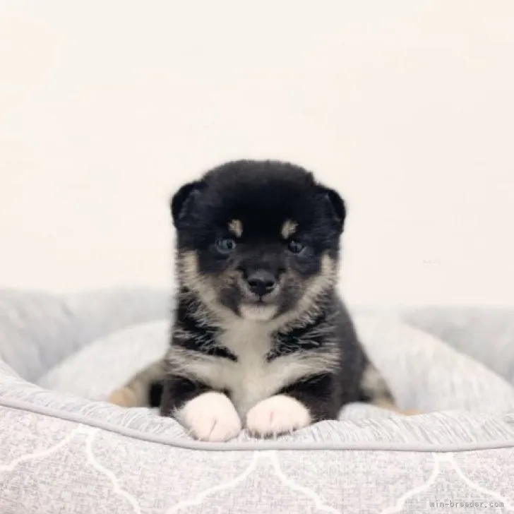 ID：2309-06751の子犬