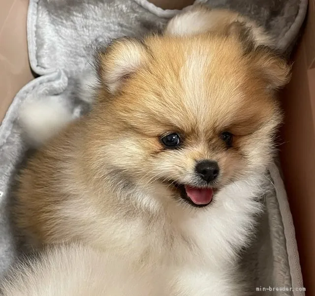 ID：2109-02789の子犬