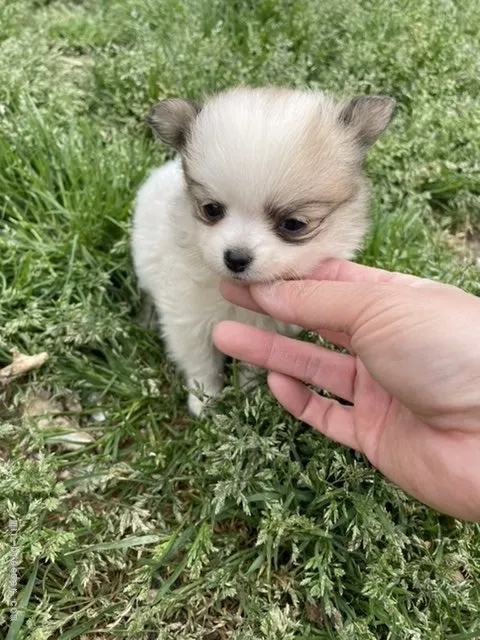 ID:2203-03632の子犬