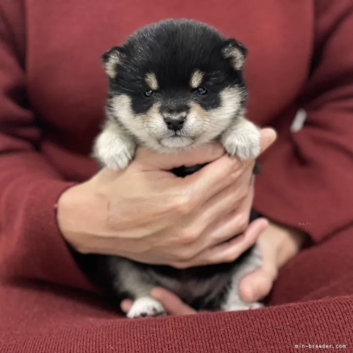 ID:2312-05786の子犬