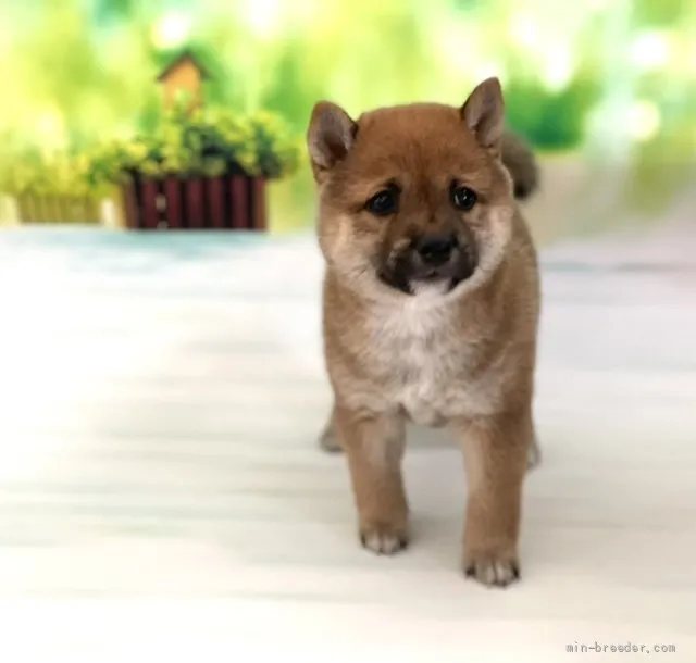 ID:2110-01020の子犬