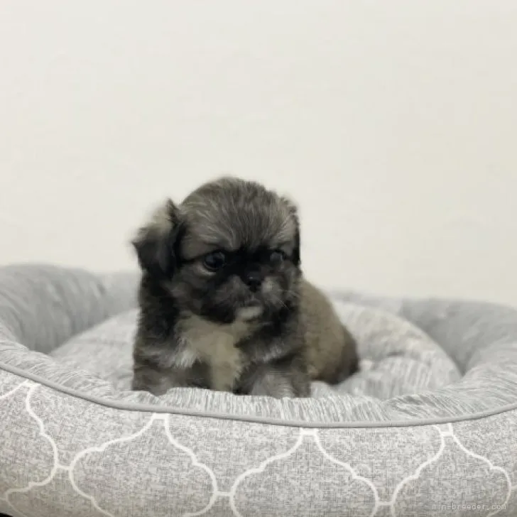 A.H 様のお迎えした子犬