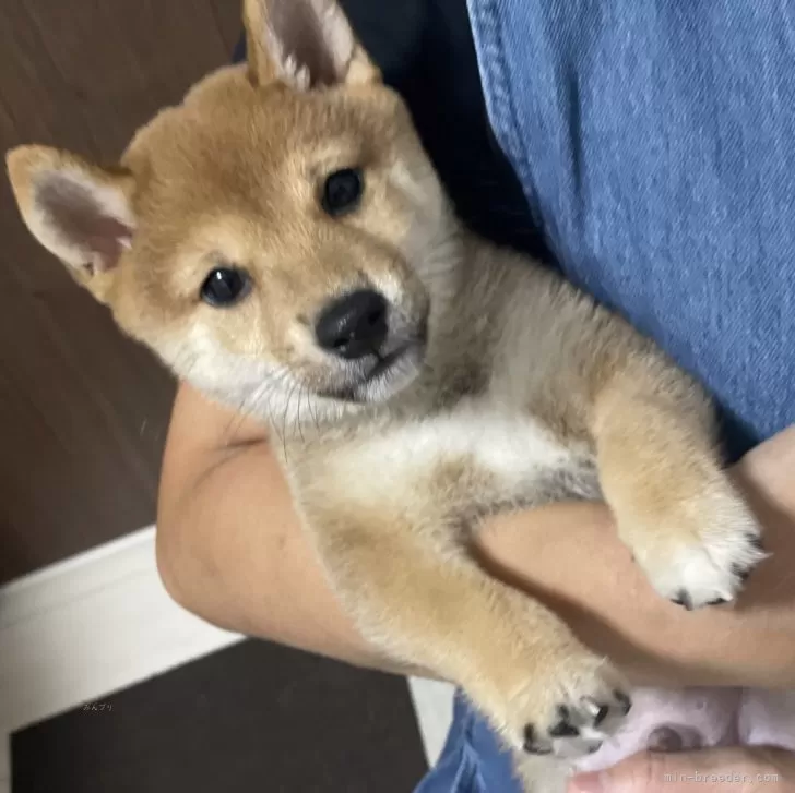 ID：2409-00651の子犬