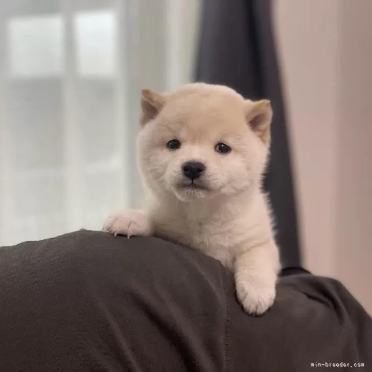 ID:2403-05910の子犬
