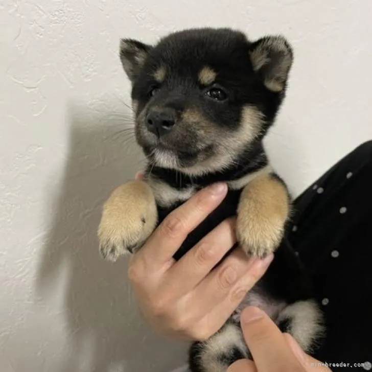 T.Y 様のお迎えした子犬