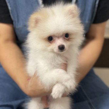 ポメラニアン【香川県・男の子・2024年7月3日・パーティー】の写真「猿期🐒に入ったパーティーカラーのふわふわ君☺️」