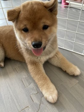 柴犬(豆柴)【香川県・男の子・2021年6月2日・赤】の写真「もうすぐ生後2ヶ月ムチコロ豆柴の男の子」