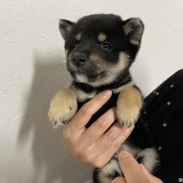柴犬(豆柴)【香川県・男の子・2022年7月27日・黒】の写真「遊ぶの大好き元気ボーイ😊」