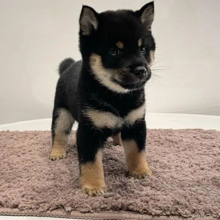 ID:2209-03627の子犬