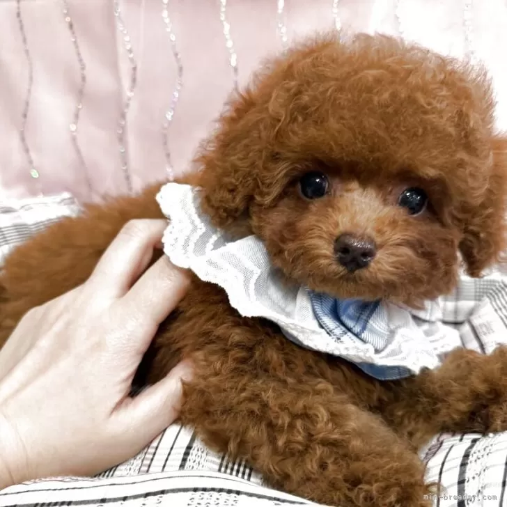 ID：2503-07754の子犬