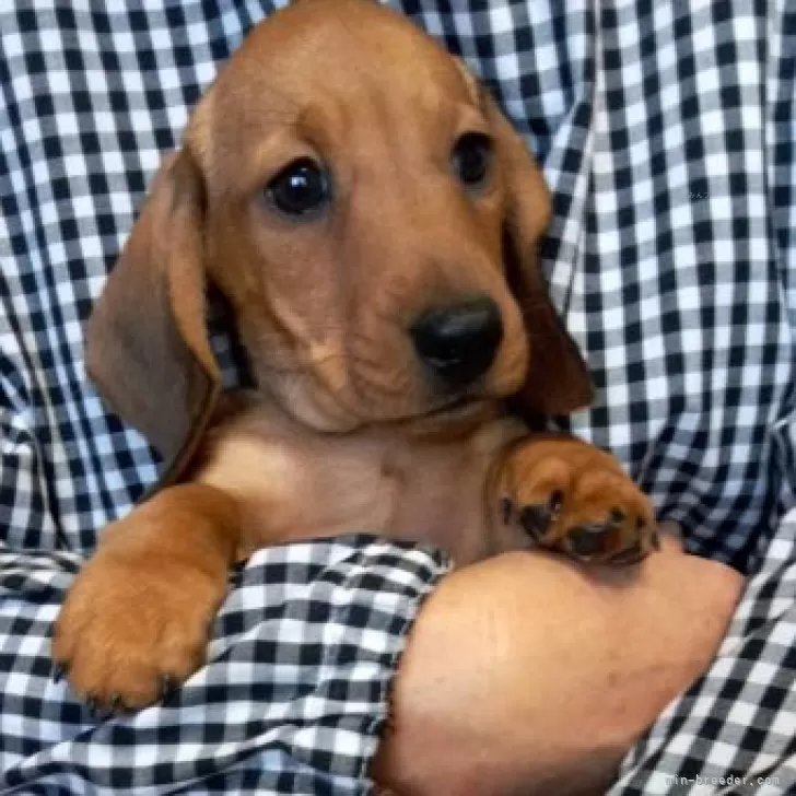 ID：2401-01556の子犬