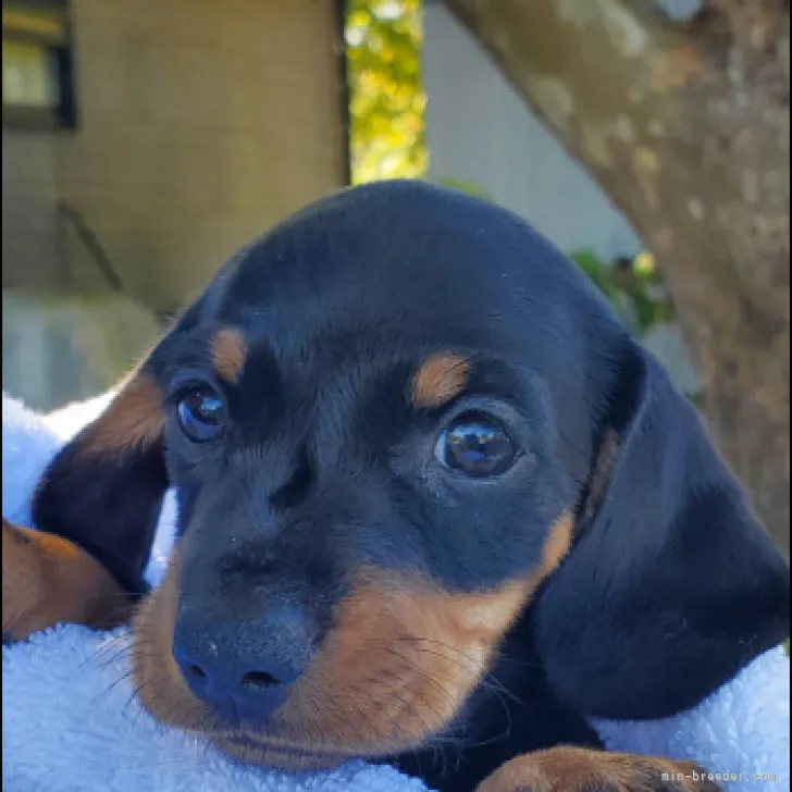 うめさん 様のお迎えした子犬