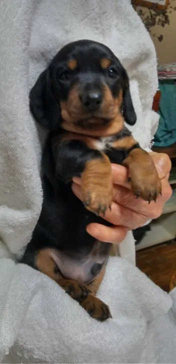 ID:2201-02158の子犬
