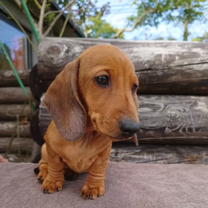 ID：2410-03284の子犬