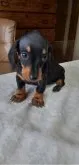 ミニチュアダックスフンド(スムース)【長野県・男の子・2020年7月30日・ブラック.タン】の写真4