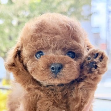 トイプードル(ティーカップ)【愛知県・男の子・2025年7月13日・レッド】の写真「たっぷり愛情込めて育てた子です♪」