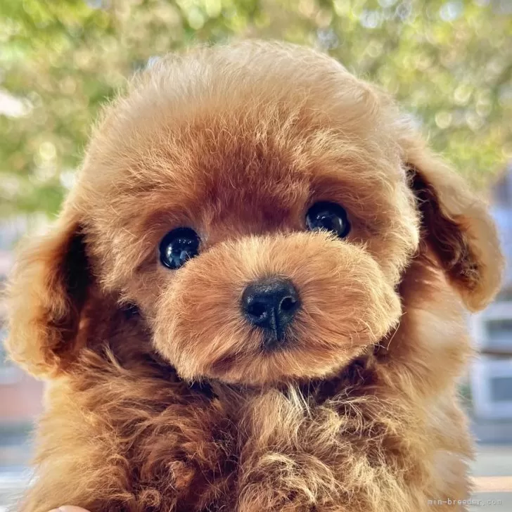 ID：2408-04038の子犬