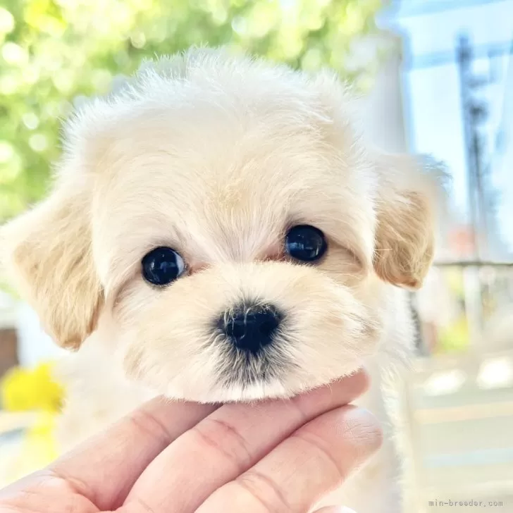 ID：2408-02831の子犬