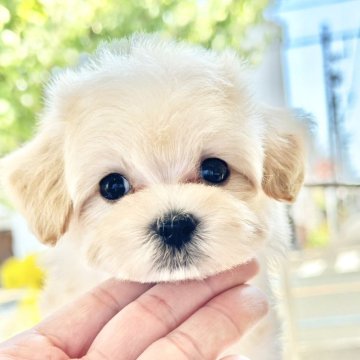 マルプー(マルチーズ×プードル)【愛知県・男の子・2024年6月15日・クリーム】の写真「大切に大切に愛情込めてお世話しています♪」