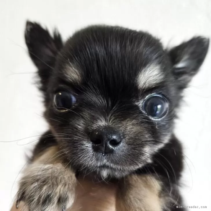 ID：2506-04033の子犬