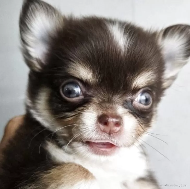 ID：2508-01490の子犬