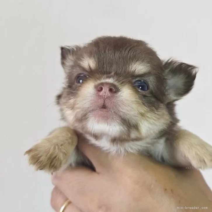 ID：2507-03523の子犬