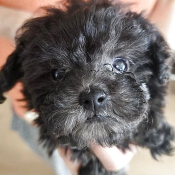 トイプードル(ティーカップ)【茨城県・女の子・2025年10月25日・シルバー】の写真「韓国由来のシルバー女の子」