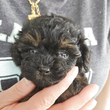 トイプードル(ティーカップ)【茨城県・女の子・2025年10月25日・ブラックタン】の写真「ちびちびブラタン女の子」
