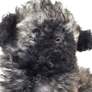 トイプードル(タイニー)【茨城県・男の子・2025年8月15日・シルバーベージュ】の写真「韓国輸入犬二世代目 タイニーサイズシルバー系男の子」