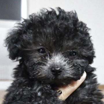 ティーカッププードル【茨城県・男の子・2025年8月22日・シルバー】の写真「コロコロシルバー男の子」