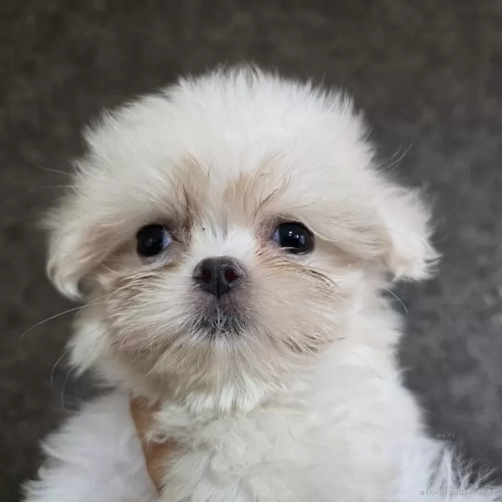 ID:2409-07734の子犬