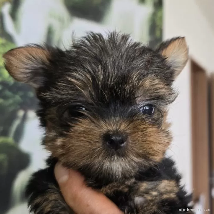 ID:2409-02728の子犬