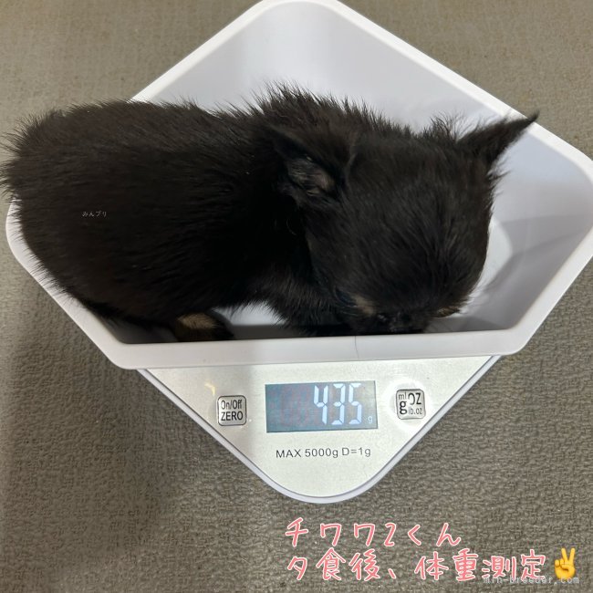 黒木ユリカブリーダーのブログ：体重測定