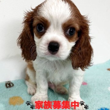 キャバリア【宮崎県・女の子・2025年4月7日・ブレンハイム】の写真「女の子みたいな可愛い男の子💓」