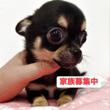 チワワ(スムース)【宮崎県・男の子・2025年3月3日・ブラック&タン】の写真「お顔立ちがイケワン✨️」