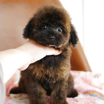 トイプードル(トイ)【宮崎県・女の子・2025年9月10日・ブリンドル】の写真「とっても珍しいカラー💓」