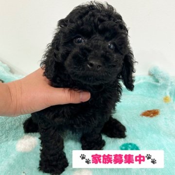 トイプードル(トイ)【宮崎県・男の子・2025年3月24日・ブラック】の写真「元気いっぱいの男の子✨️」