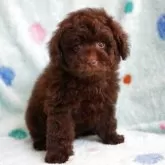 タイニープードル