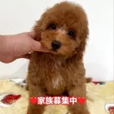 トイプードル(トイ)