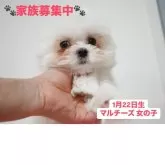 マルチーズ