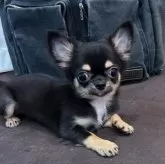 チワワ(ロング)【宮崎県・女の子・2025年5月9日・ブラック&タン】の写真4